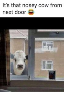 Nosey cow